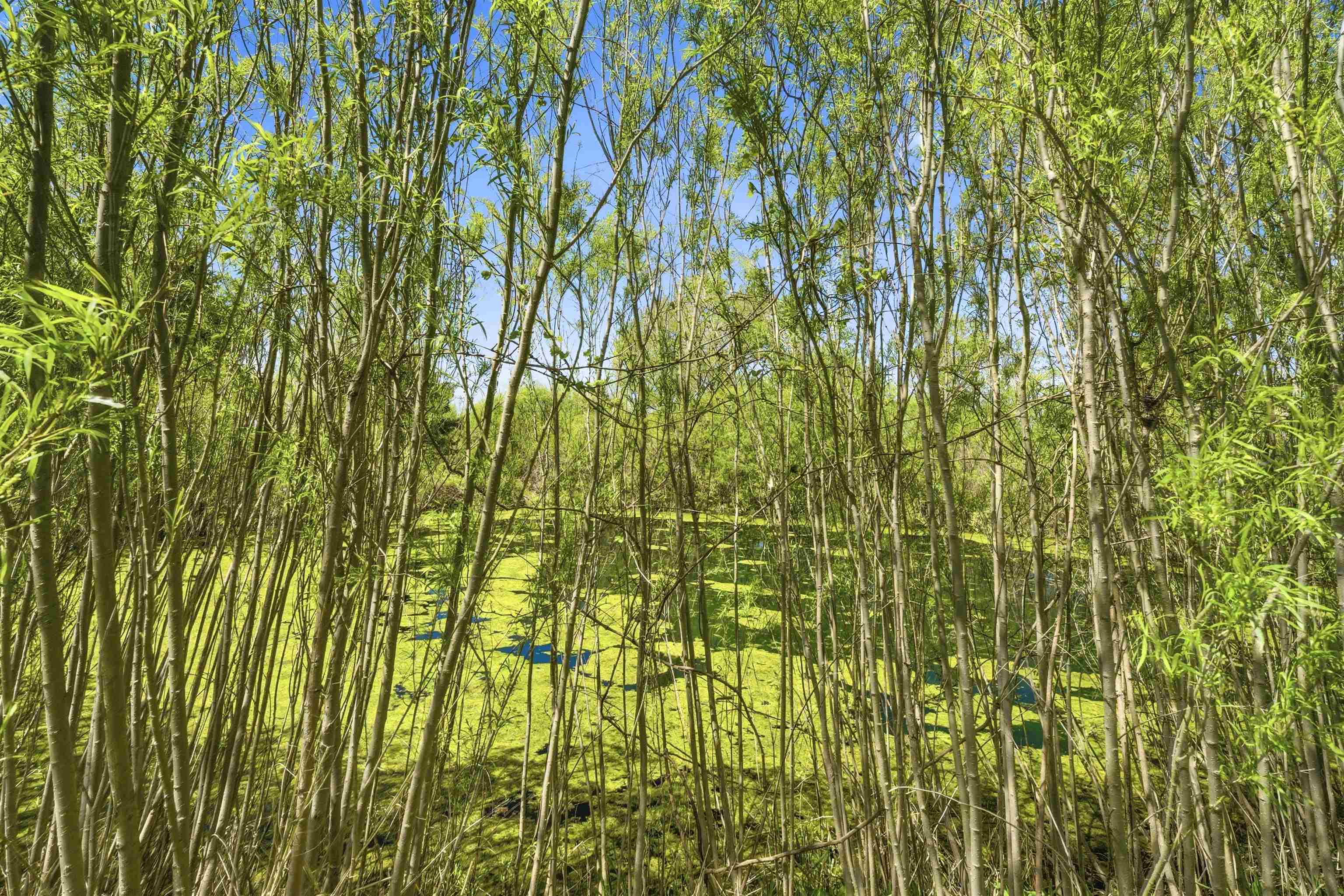 Property photo 49