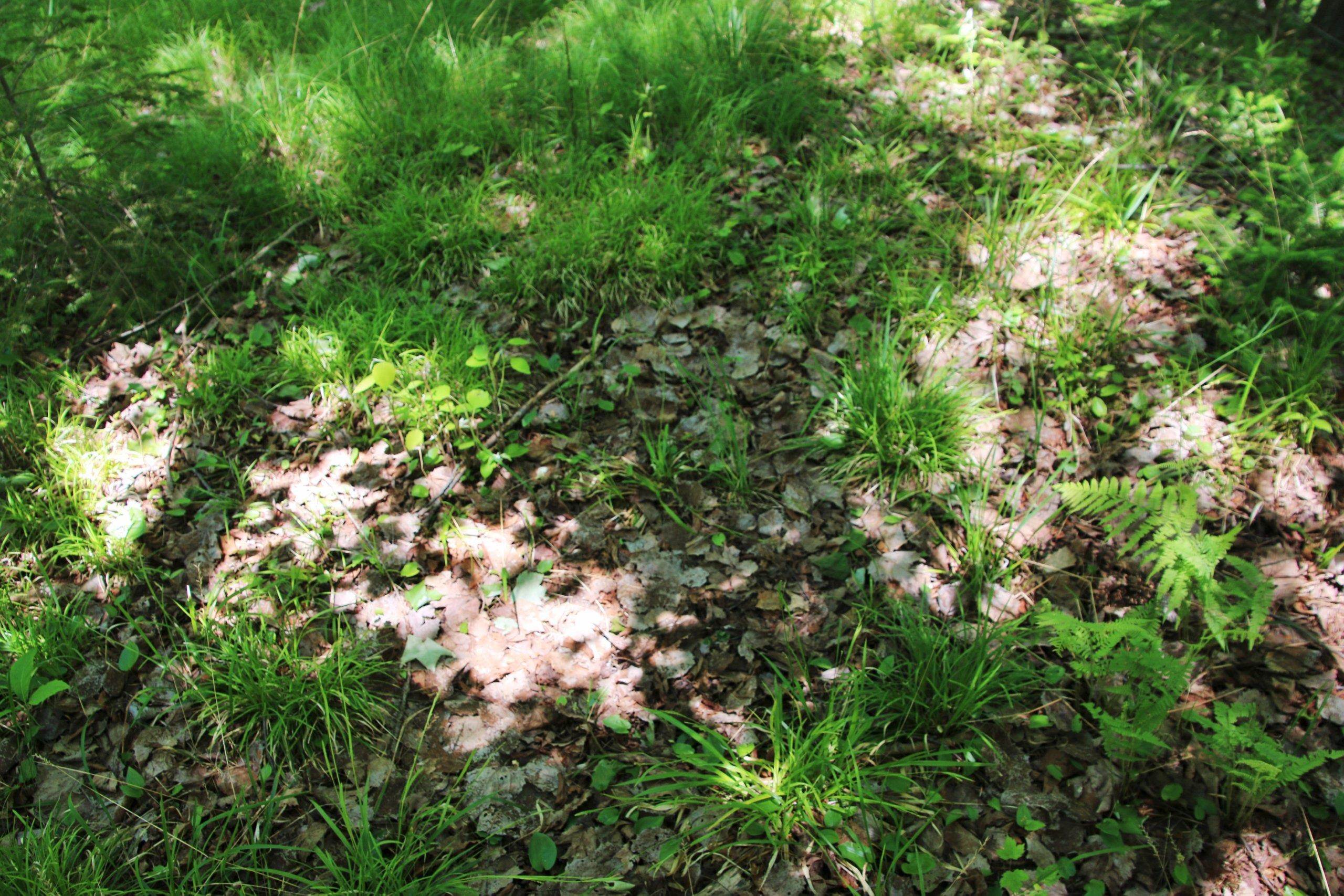 Property photo 54