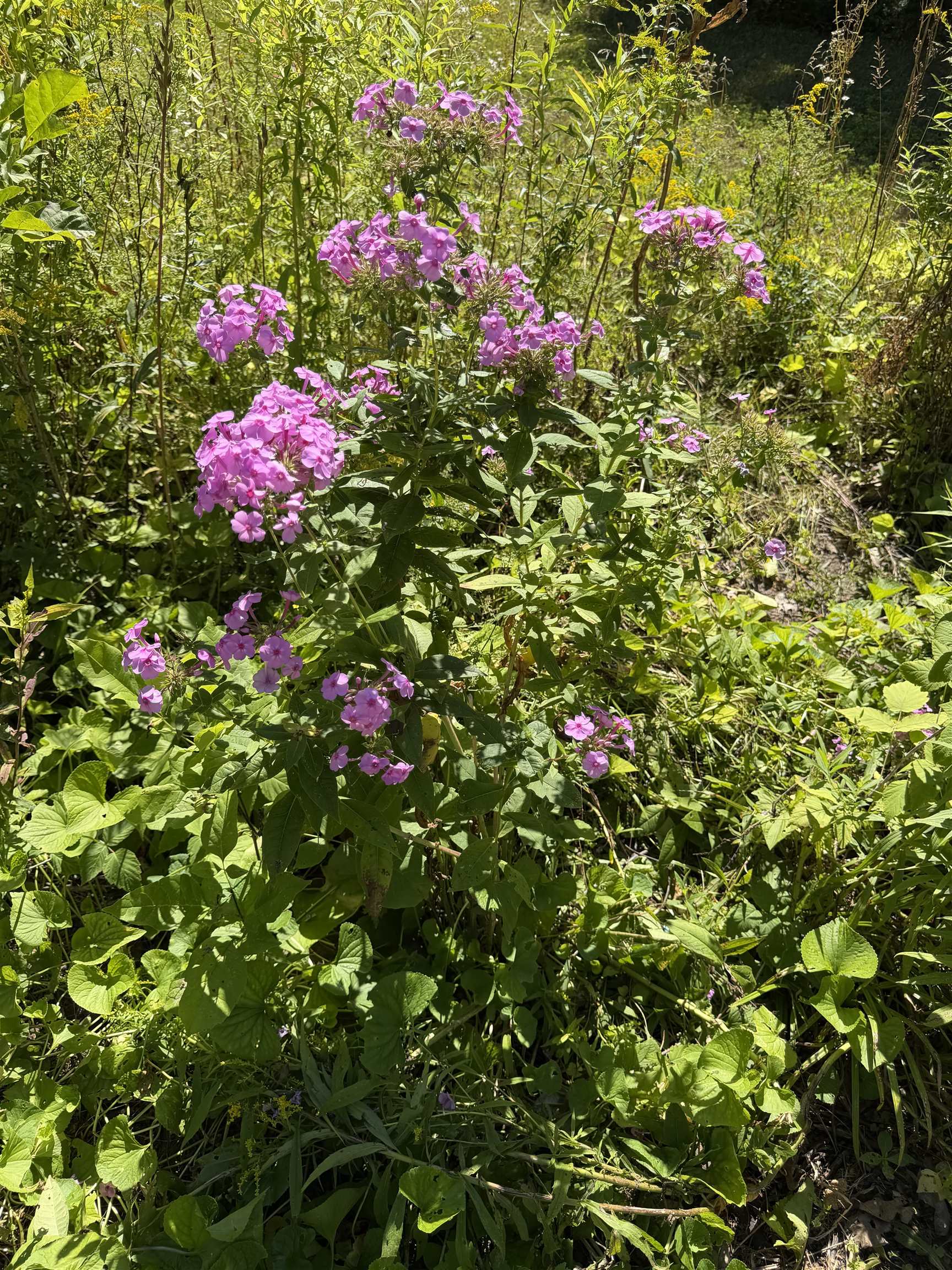 Property photo 40