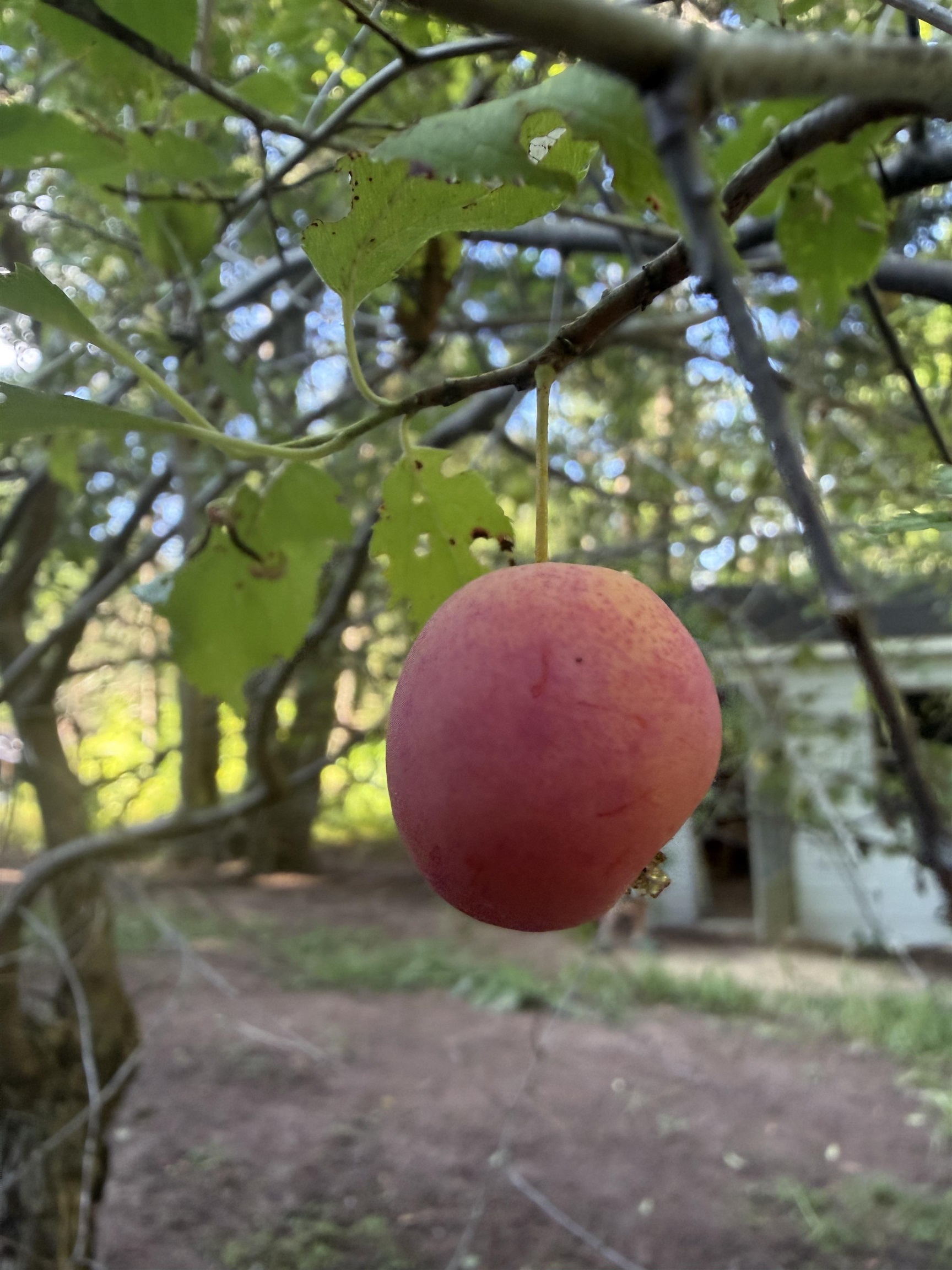 Property photo 41